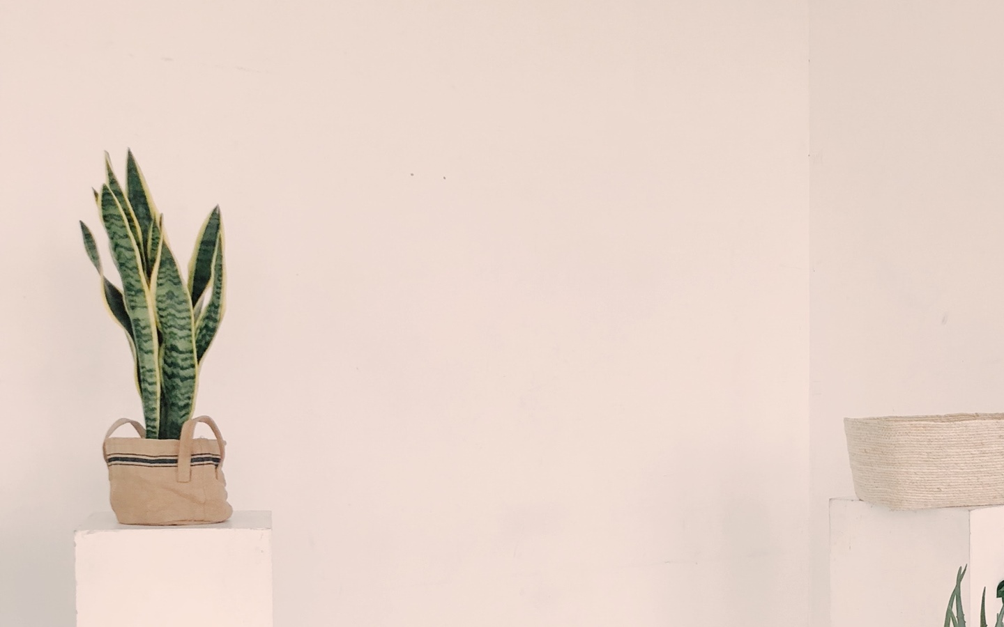 Best Indoor Plants for Your Apartment - Bproperty